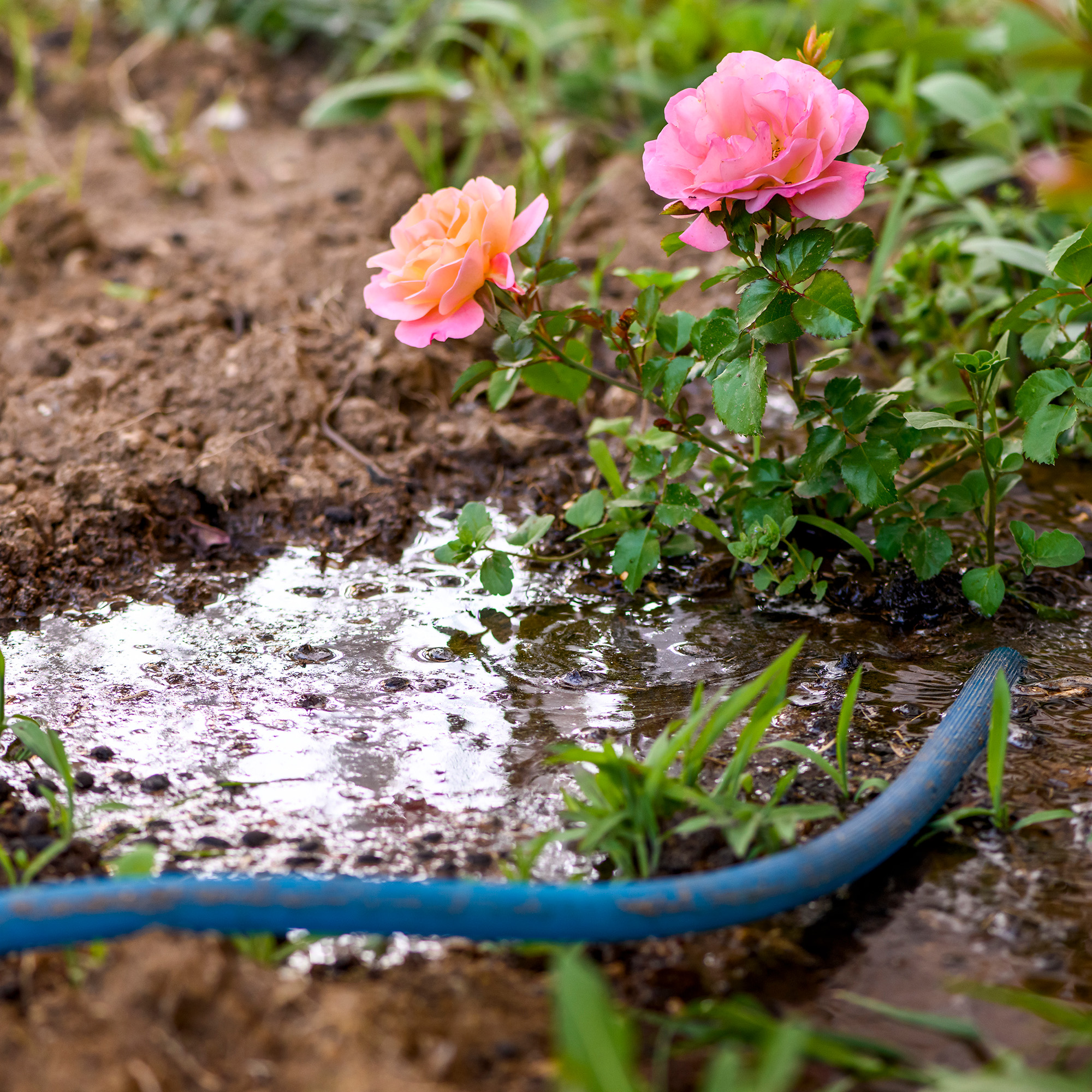 Watering rose plant with a water hose