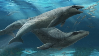 An illustration of a Janjucetus dullardi calf with its mother in shallow waters off Australia 26 million years ago. 