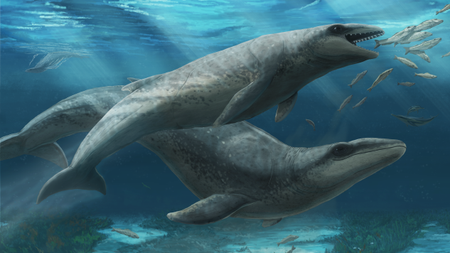 An illustration of a Janjucetus dullardi calf with its mother in shallow waters off Australia 26 million years ago. 