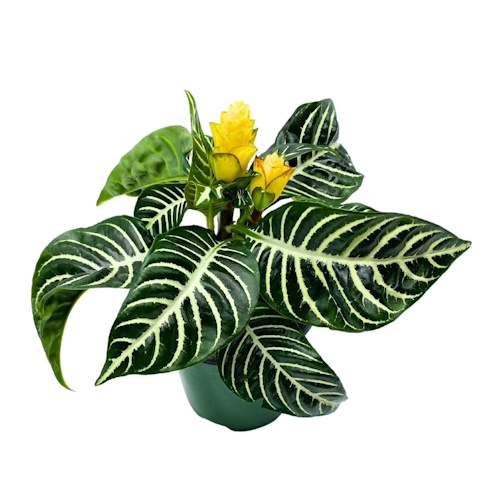 Walmart zebra plant