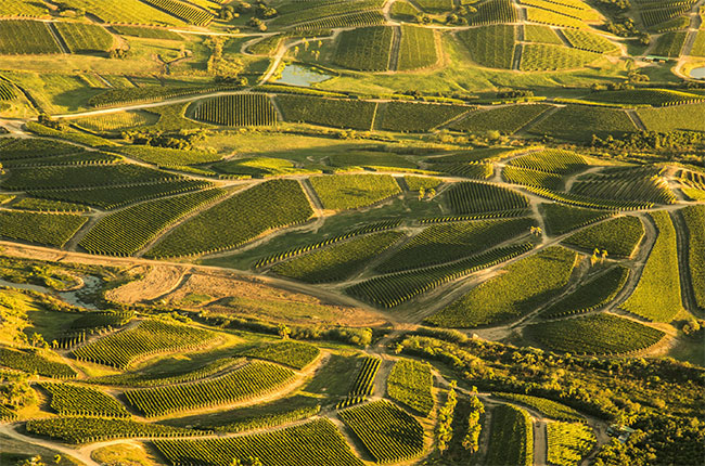 Vineyards in Uruguay