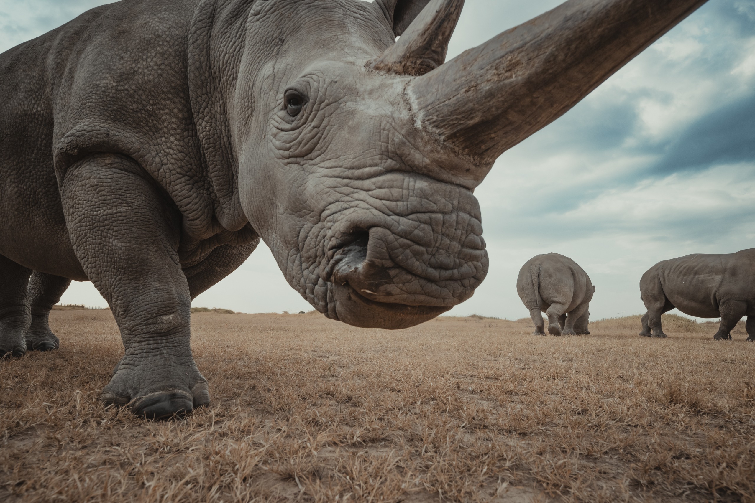 Extreme wide-angle close-up of a rhino's face, two others visible behind