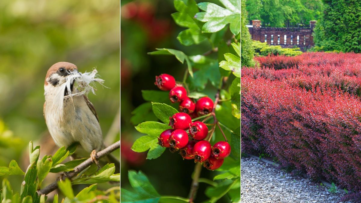 Planting a hedge for wildlife: an expert guide |