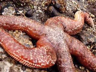 sea star