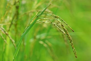 A rice plant