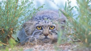 Pallas Cat