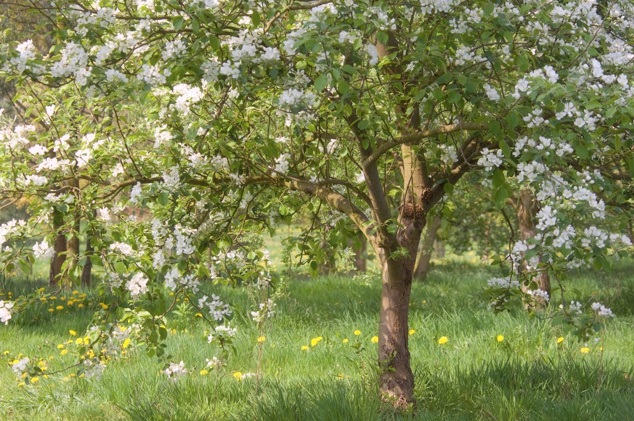 An apple tree in bloom