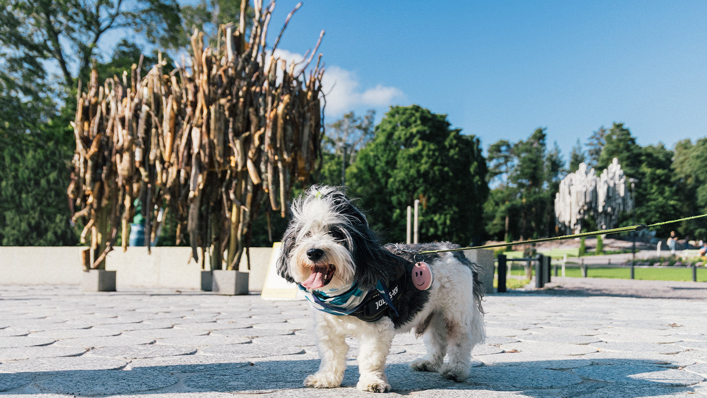 Dog standing in front of Stickelius Monument