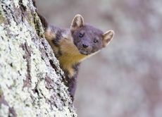 The Pine Marten: 'When there are so many vulnerable species hanging by a thread, and an already chronic predator imbalance, why go and introduce yet another mustelid?"