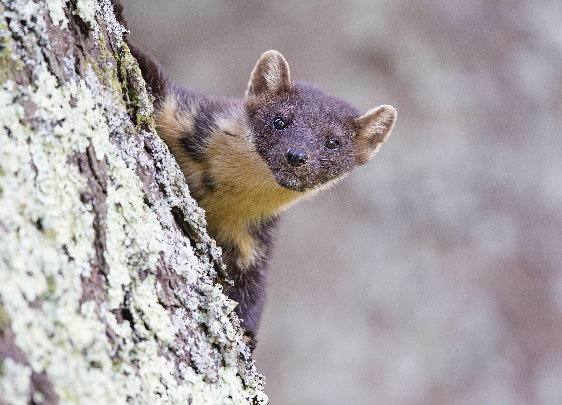 The Pine Marten: &#039;When there are so many vulnerable species hanging by a thread, and an already chronic predator imbalance, why go and introduce yet another mustelid?&quot;