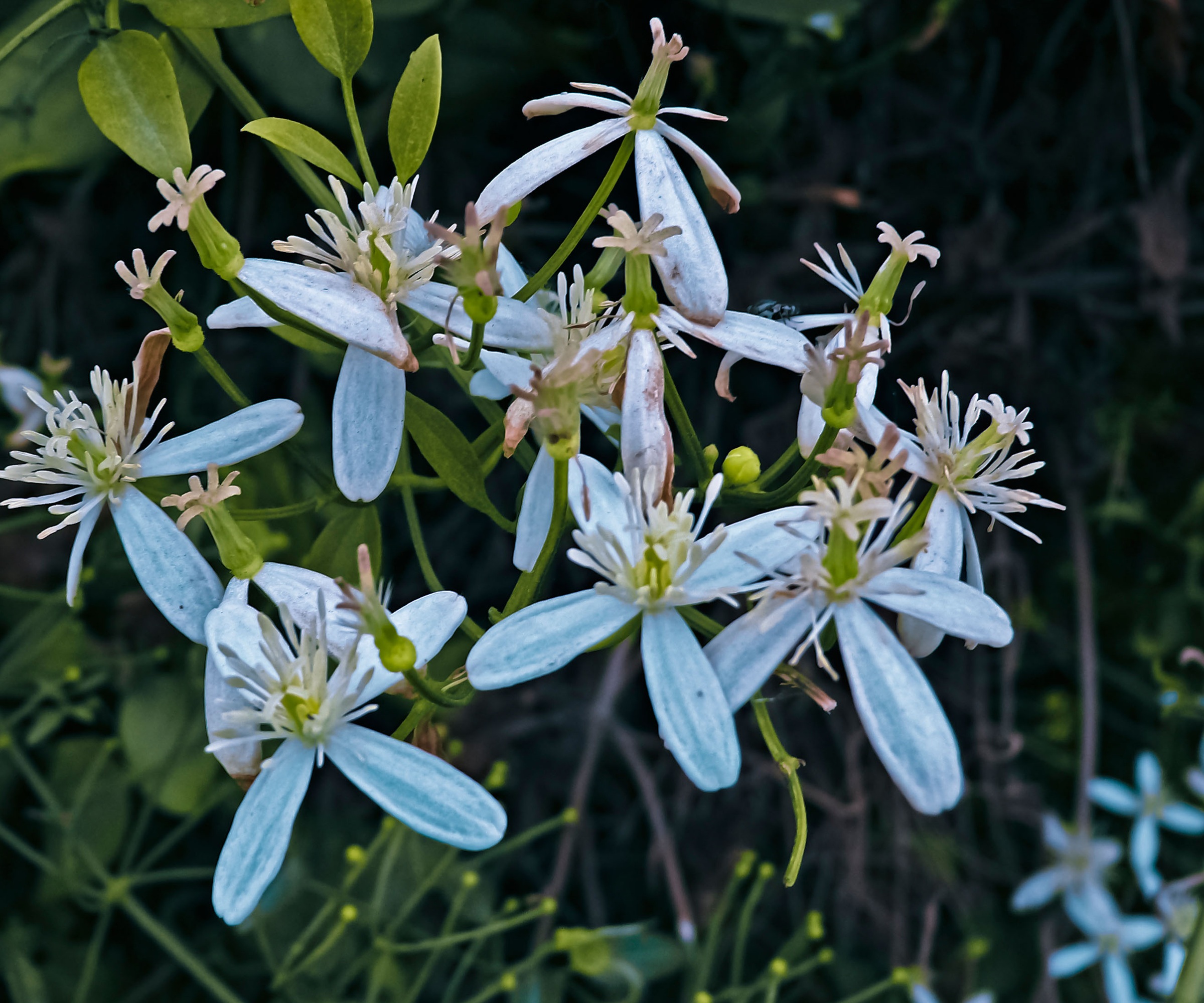 Clematis virginiana,