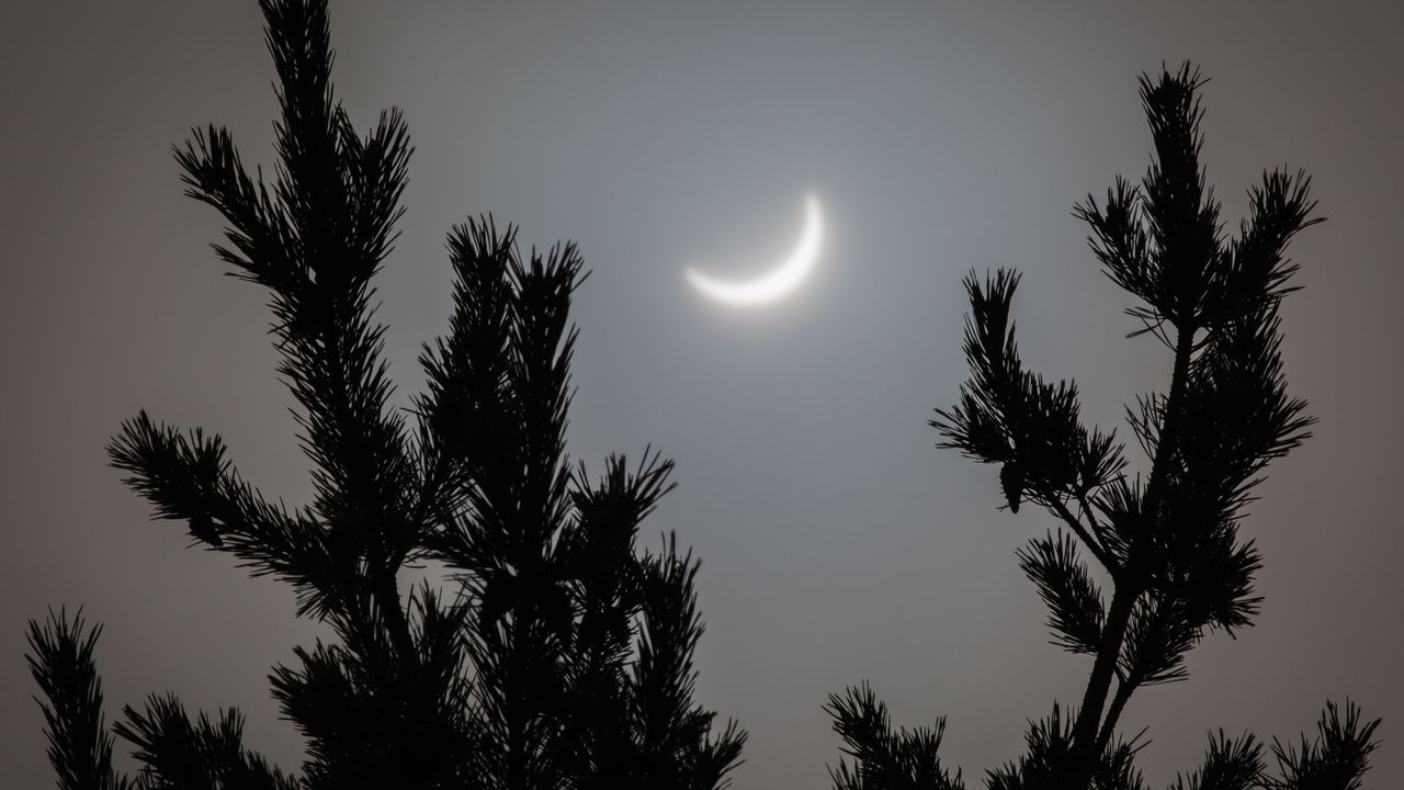 Did these spruce trees really 'predict' a solar eclipse? Scientists are split