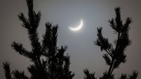 The silhouette of pine tree branches with a partial solar eclipse between them, in the sky.