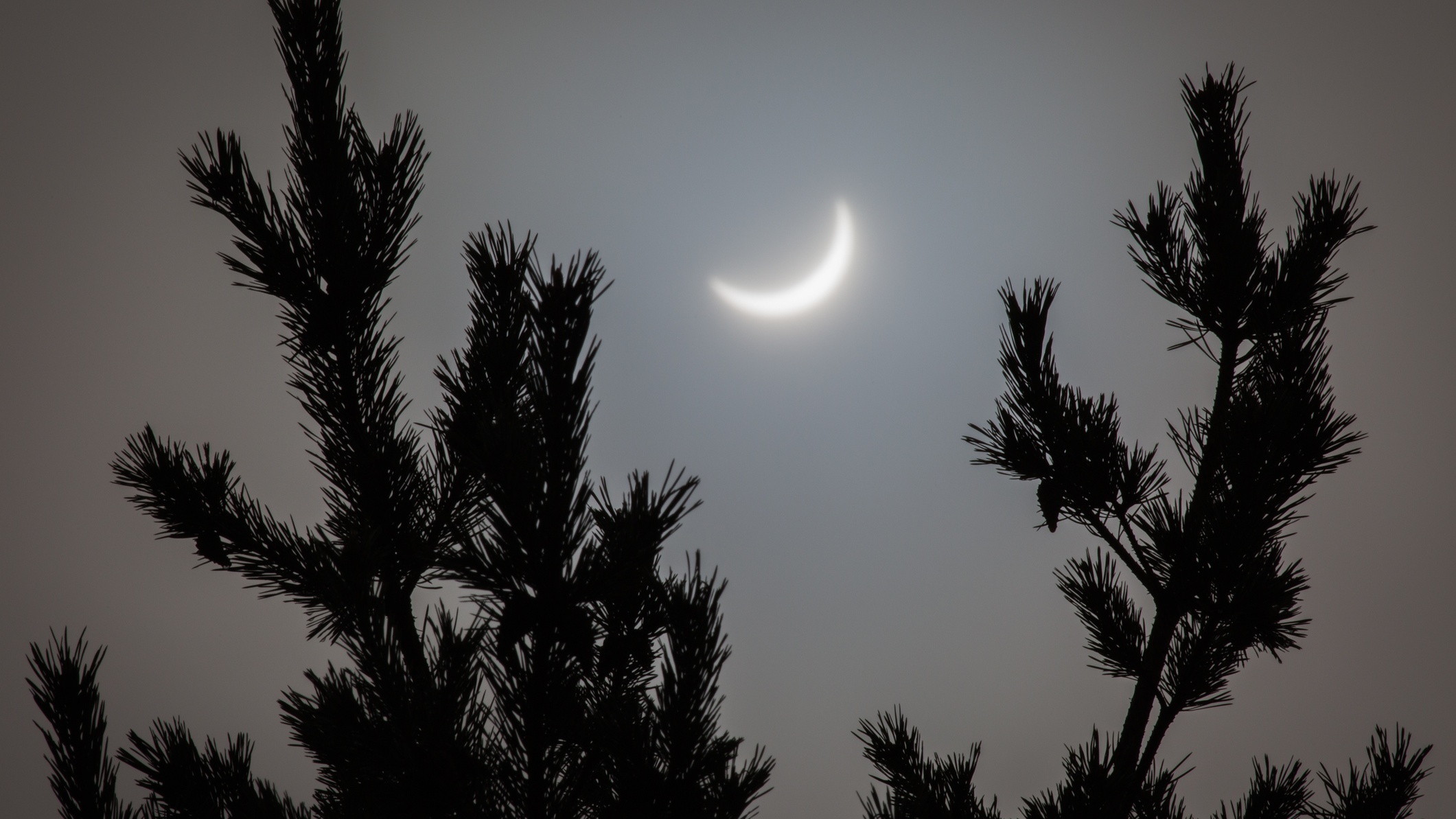 The silhouette of pine tree branches with a partial solar eclipse between them, in the sky.