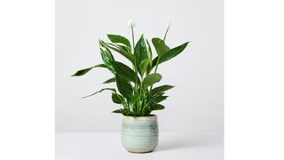 Best Indoor Plants - Best Air Purifying House Plants - Peace Lily Patch Plants