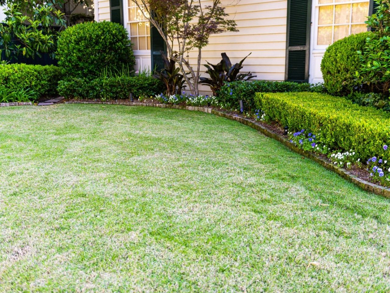 A manicured green lawn next to a bed of flowers and evergreen shrubs and a cream colored house