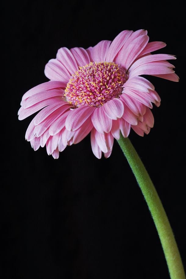 25 flower photography tips for beginners | TechRadar