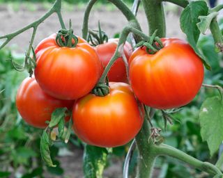 close up of tomatoes growing in a veg garden