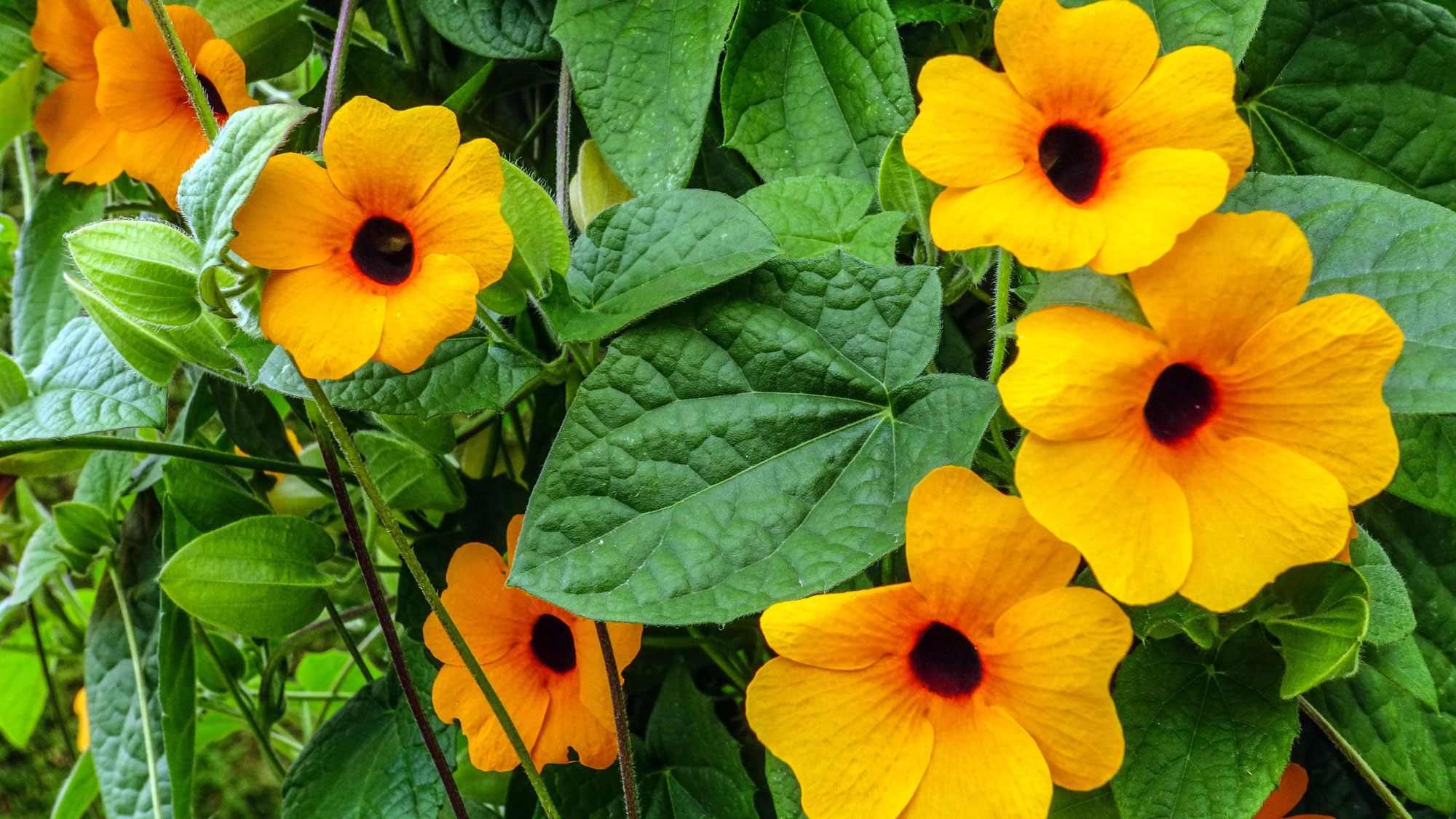 black eyed Susan vine with bright orange flowers