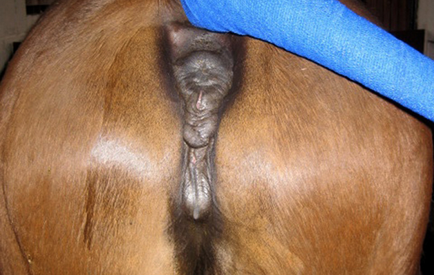 Figure 1. Good perineal conformation