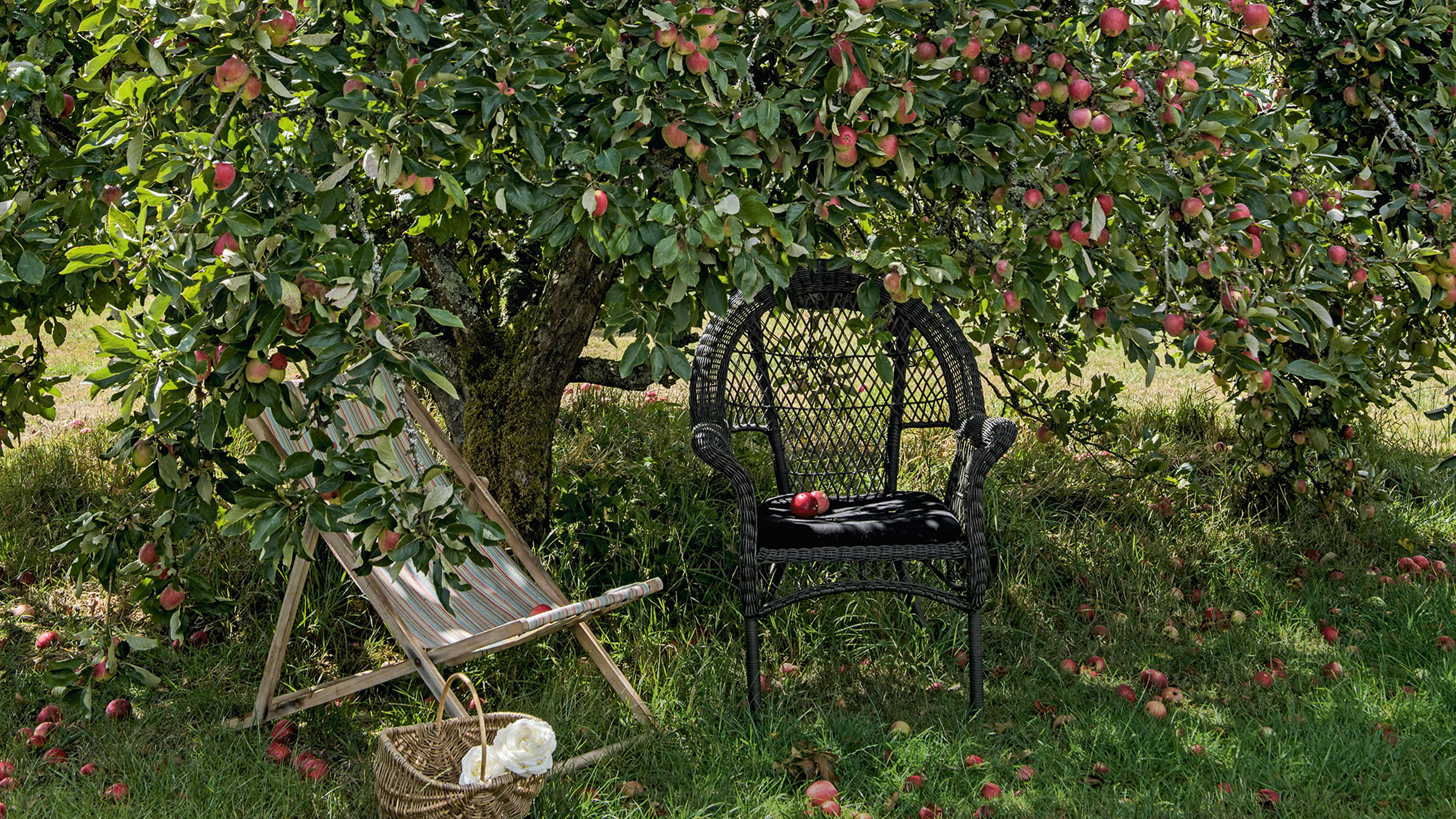 Apple tree in garden with close up of apples