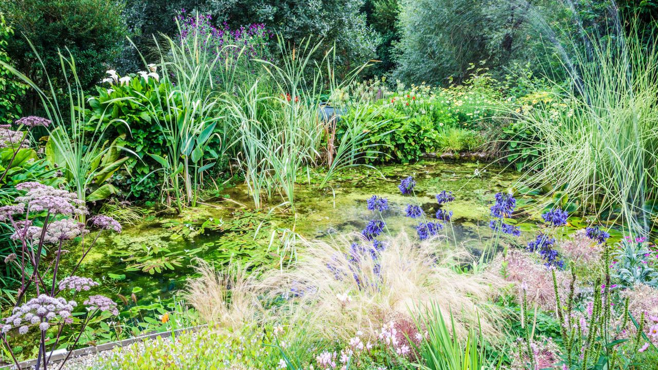 garden pond planted with lots of pond plants