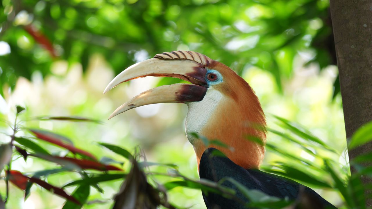 A selection of wildlife photos taken with the Sony Alpha 7R VI mirrorless camera.