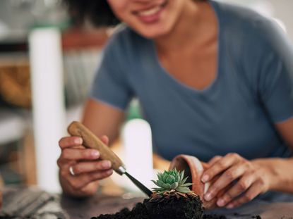 Person Repotting A Small Potted Succulent Plant