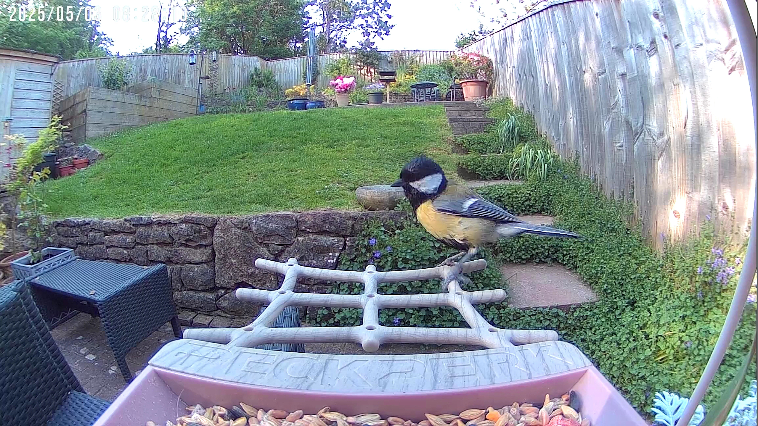 PeckPerk bird camera review