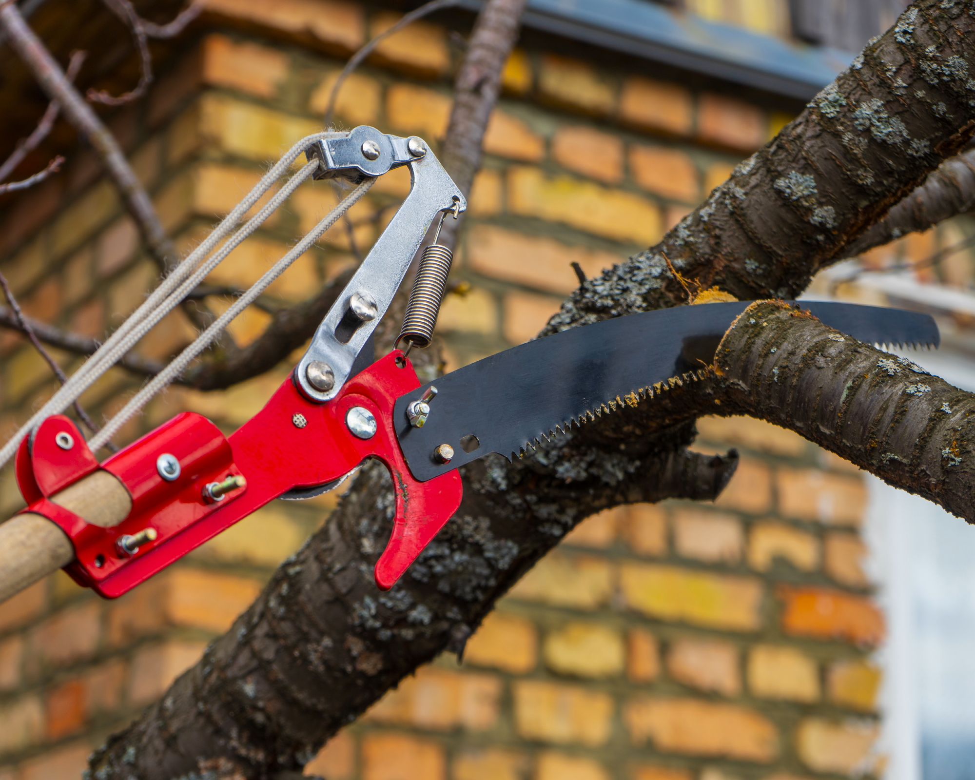 Trimming tree branch with saw