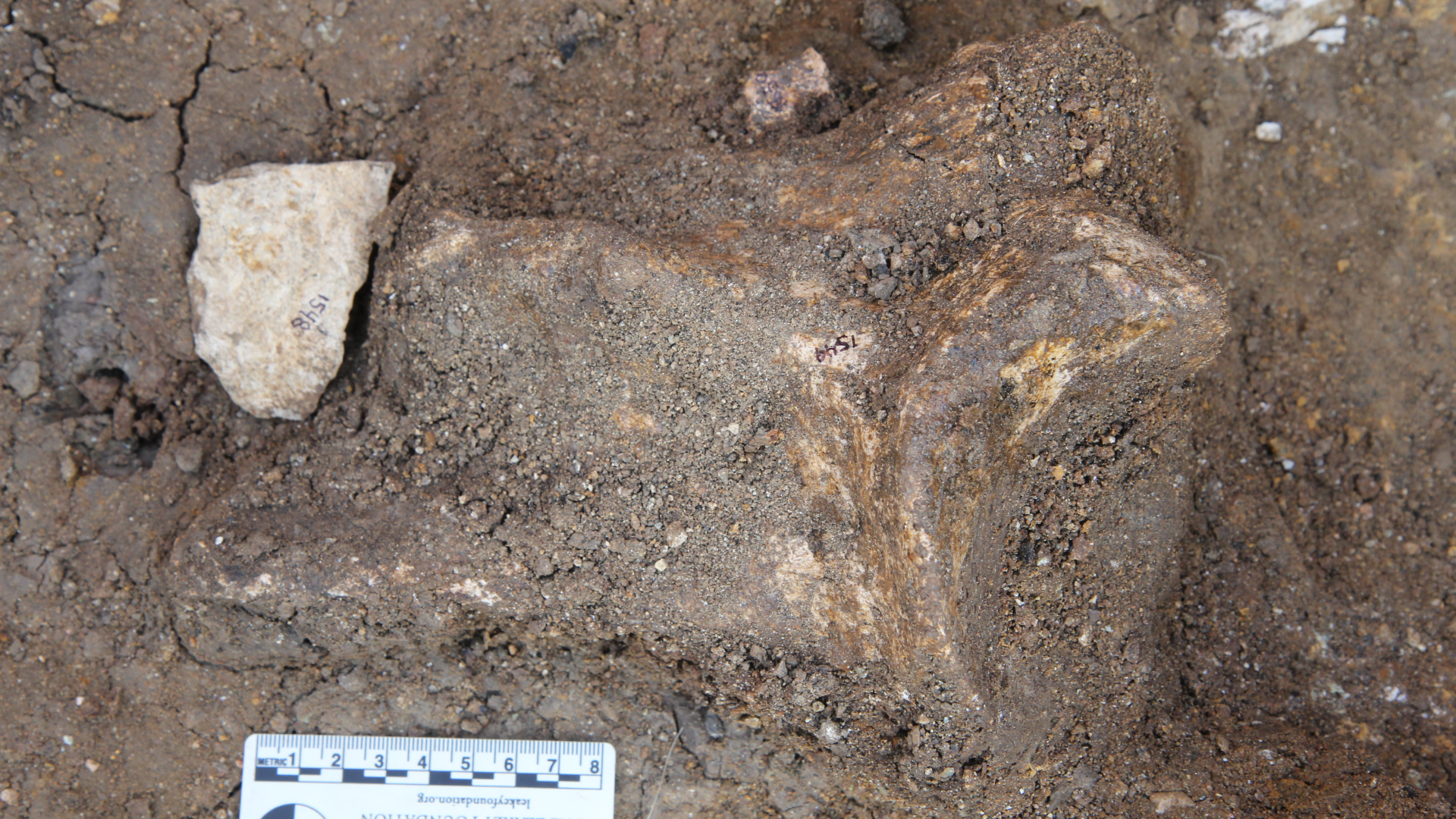 A light-colored stone tool rests next to the shoulder blade of a hippo relative in the ground