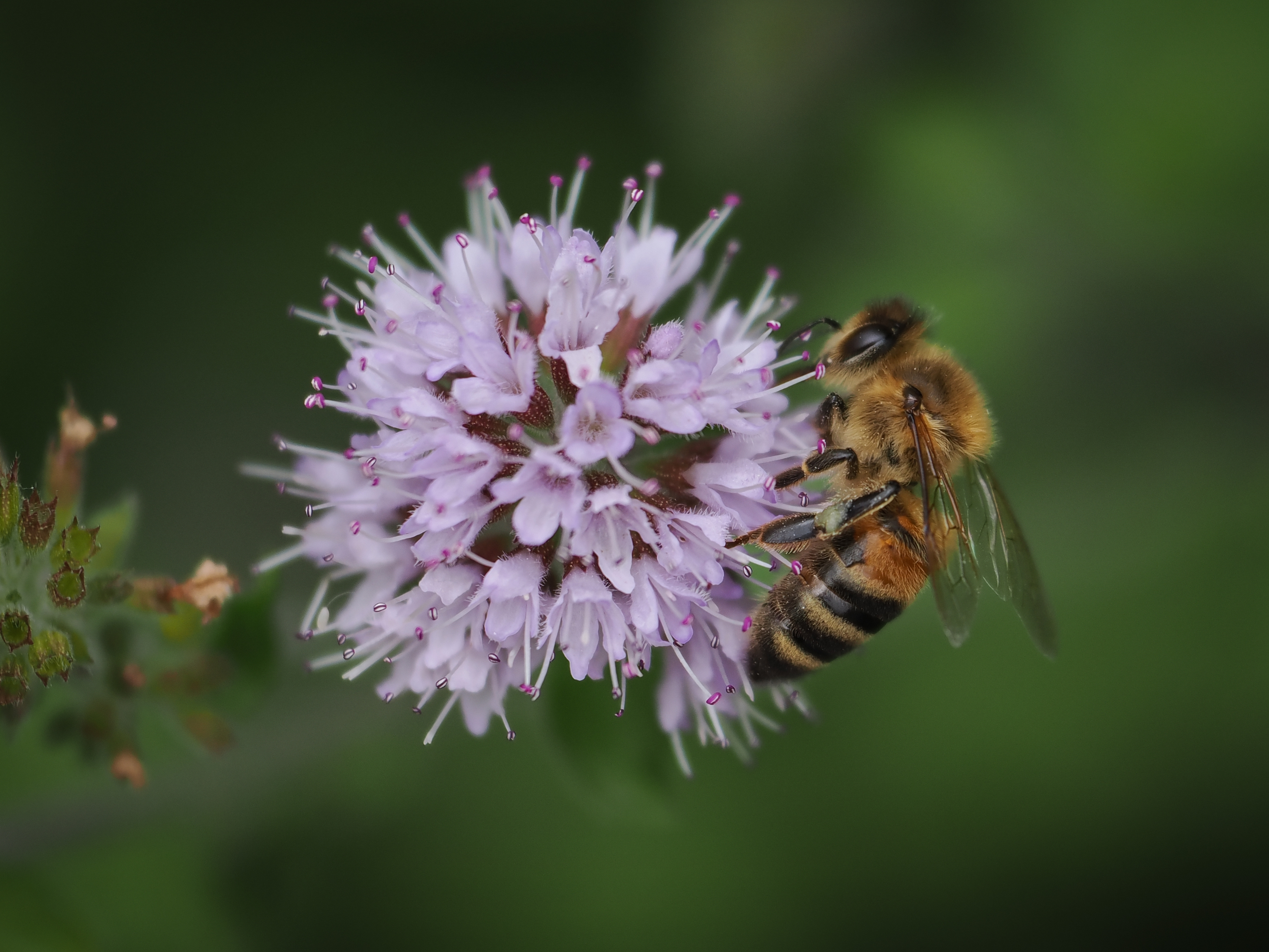 Sample bee photograph taken with the OM System M.Zuiko 50-200mm f/2.8 IS Pro on the OM System OM-1 Mark II