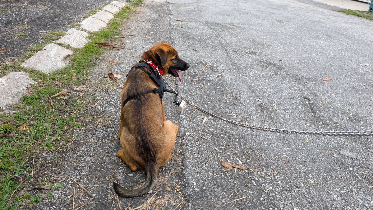 Enabot ROLA PetTracker