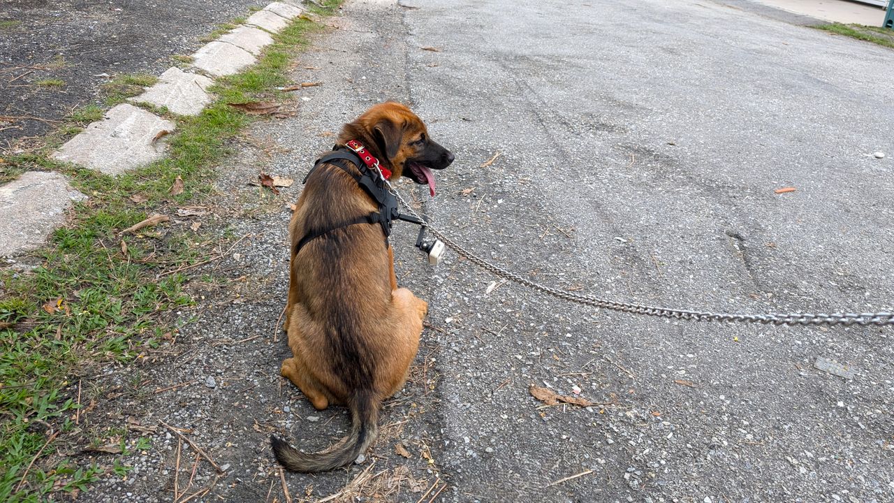 Enabot ROLA PetTracker