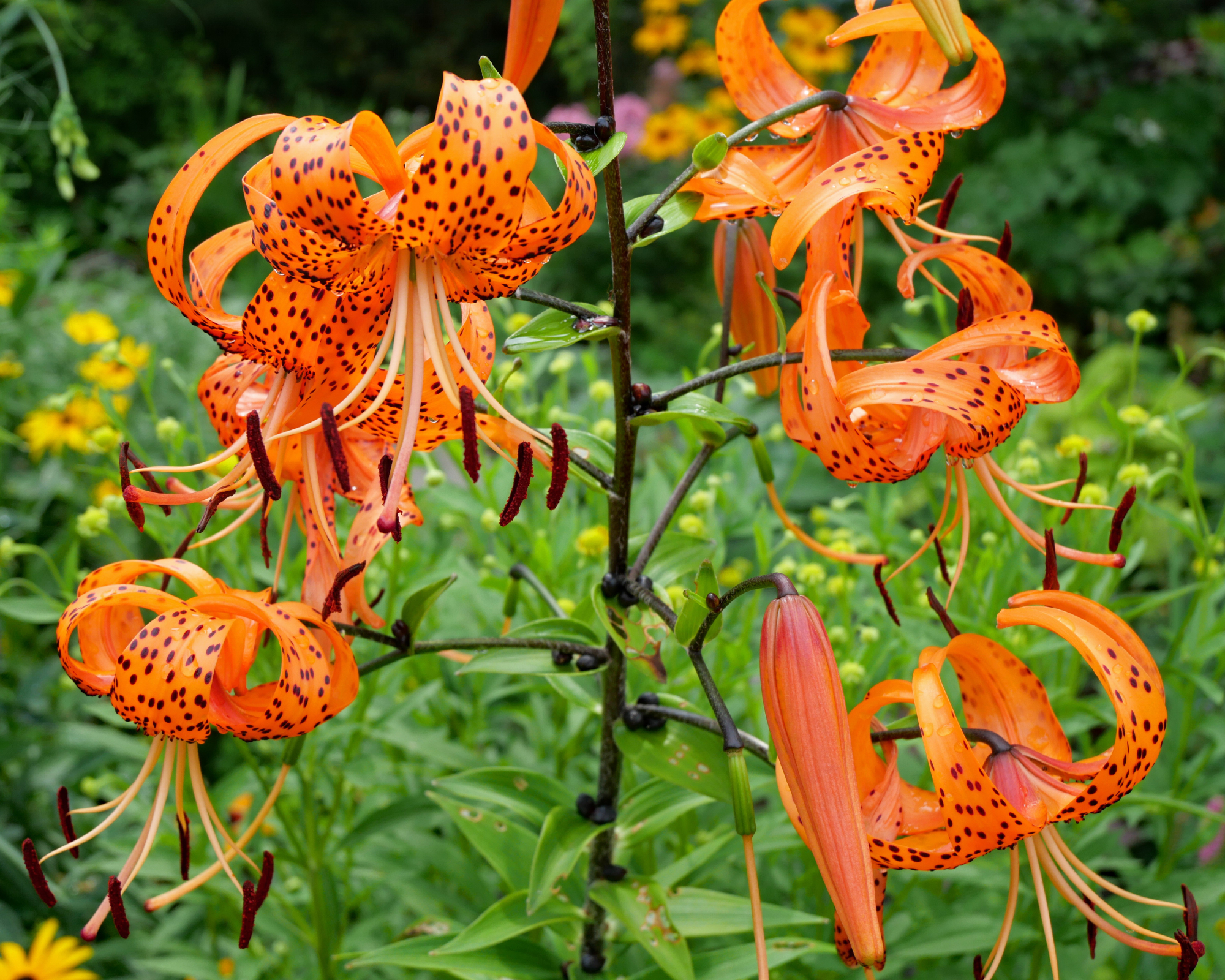 american turk's cap lily in wild garden