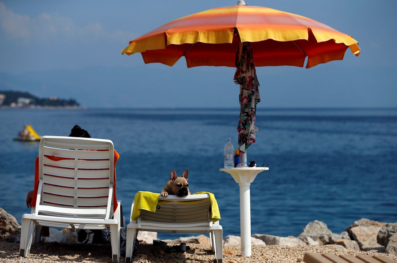 A dog is seen at dog beach and bar in Crikvenica, Croatia, July 12, 2016. 