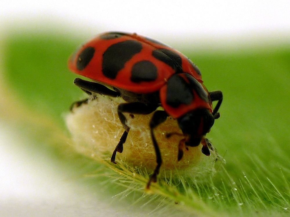 Ladybug and parasite