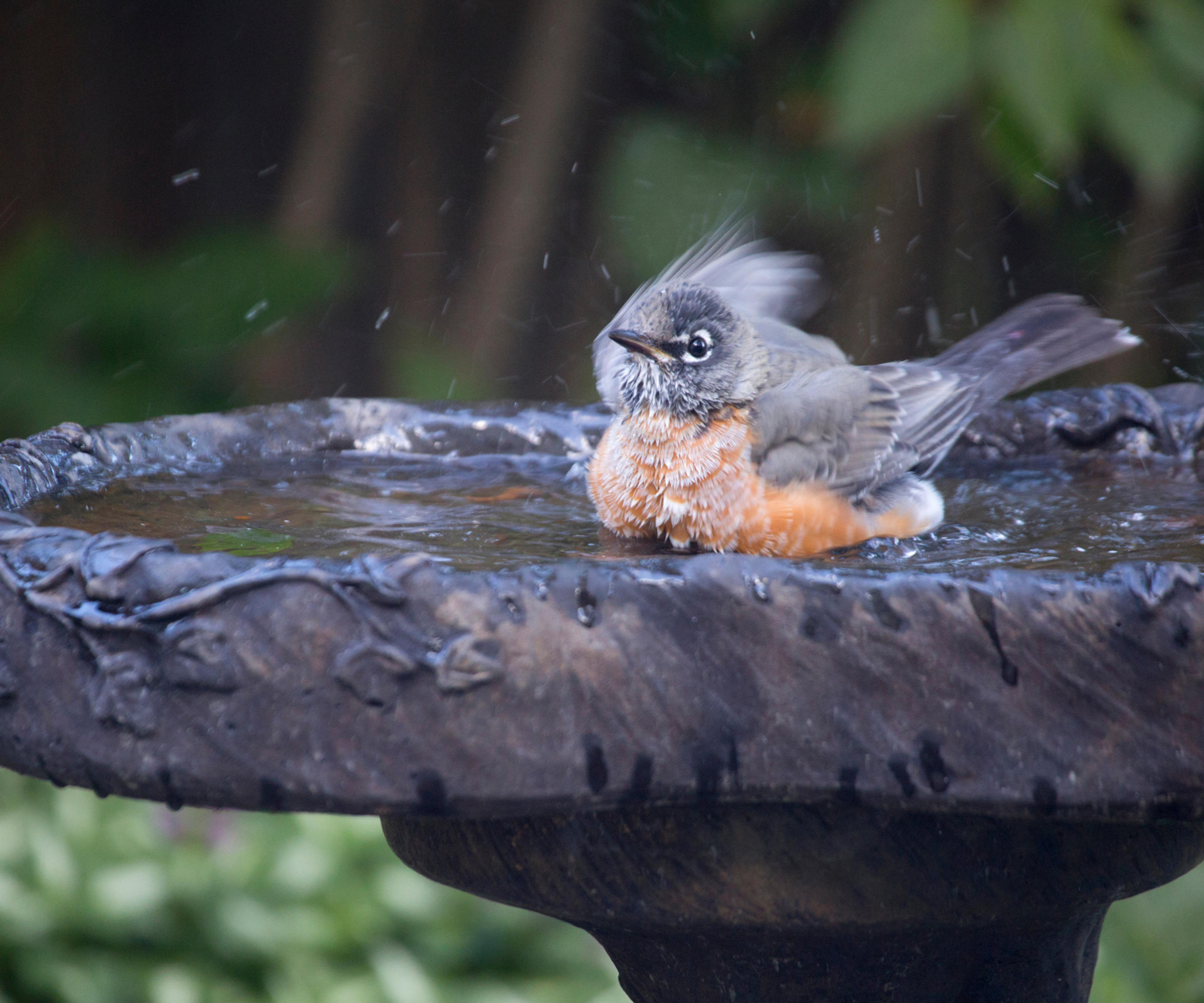 American robin (Turdus migratorius) bathing in backyard bird bath