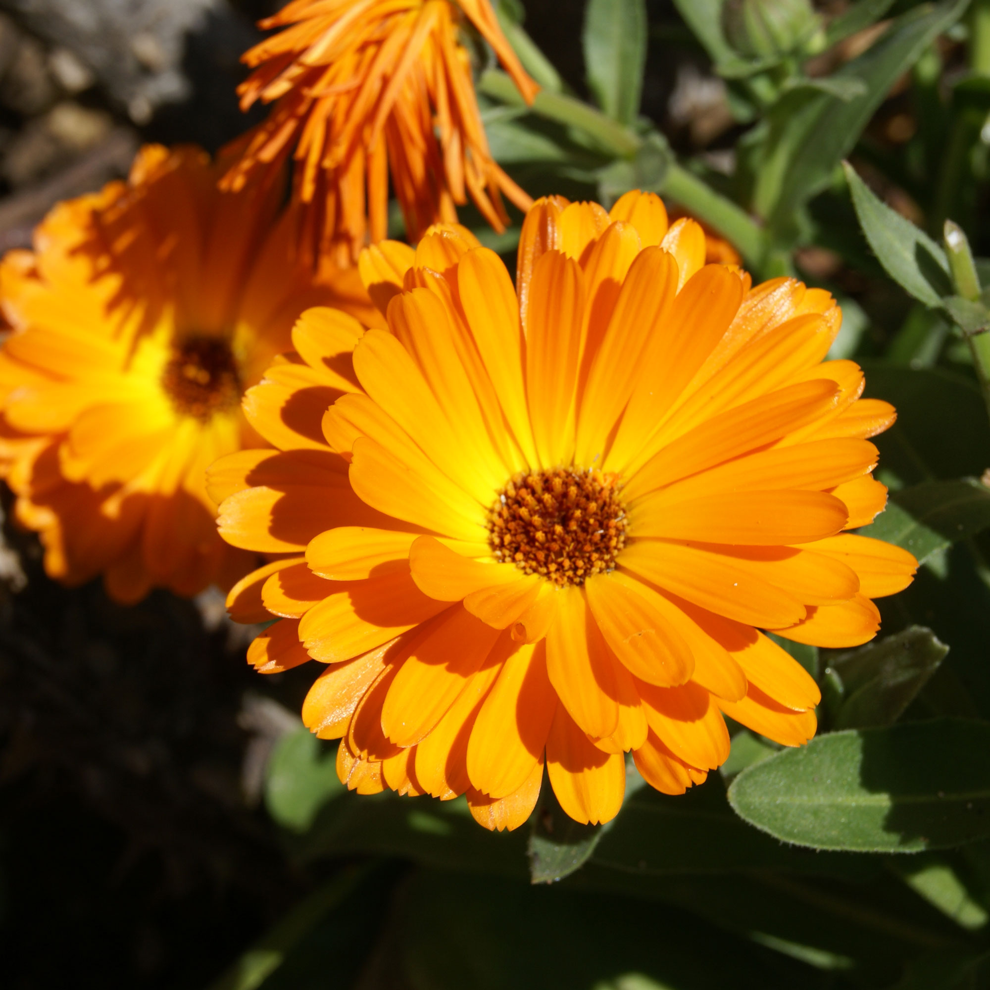 Calendula flower in garden