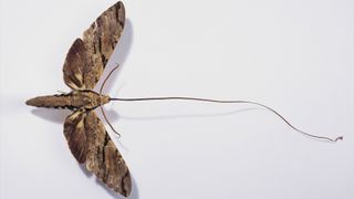 Xanthopan morganii praedicta, Madagascan sphinx moth.