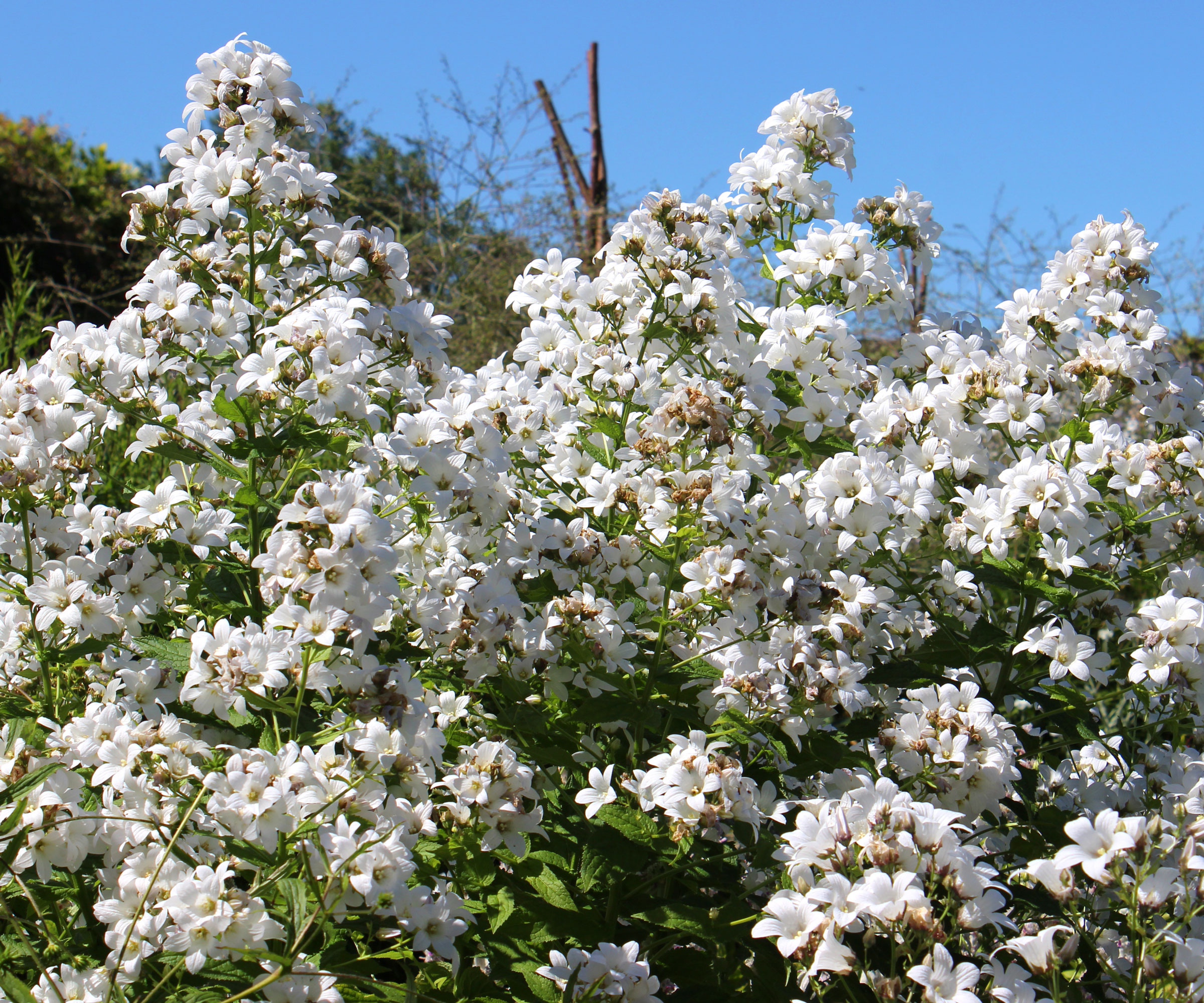 garden phlox with white flowers