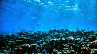 An underwater photo of corals and tropical fish on the ocean floor