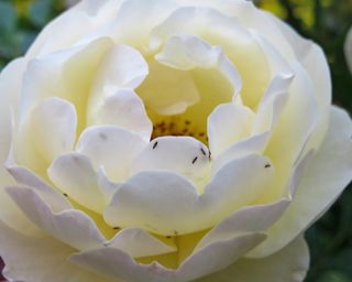 Thrips infestation in rose flower