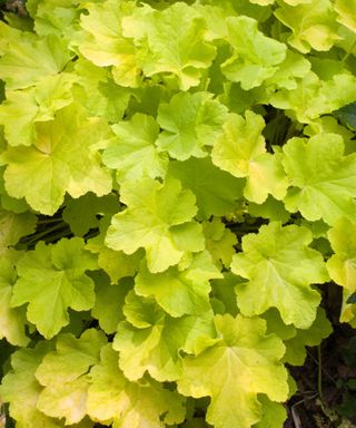 Heuchera Citronelle