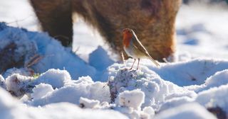 A robin sits on top on heavy snow with a boar just behind, snuffling the ground in the background