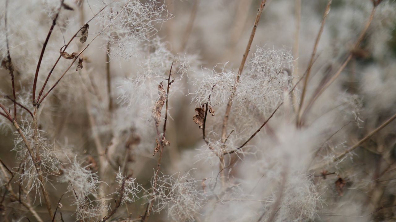 Canon RF 45mm f/1.2