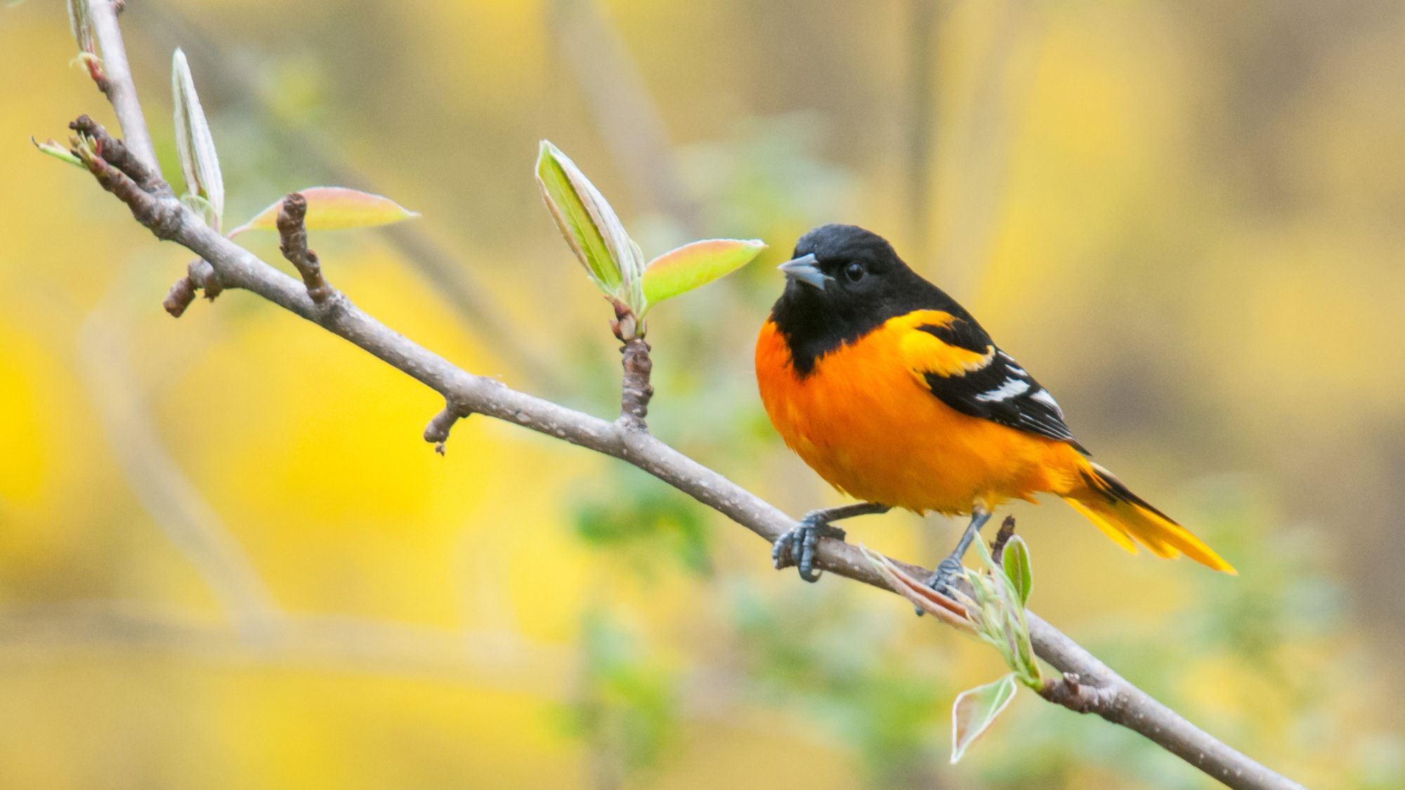 Baltimore Oriole perched on a branch during the spring migration.