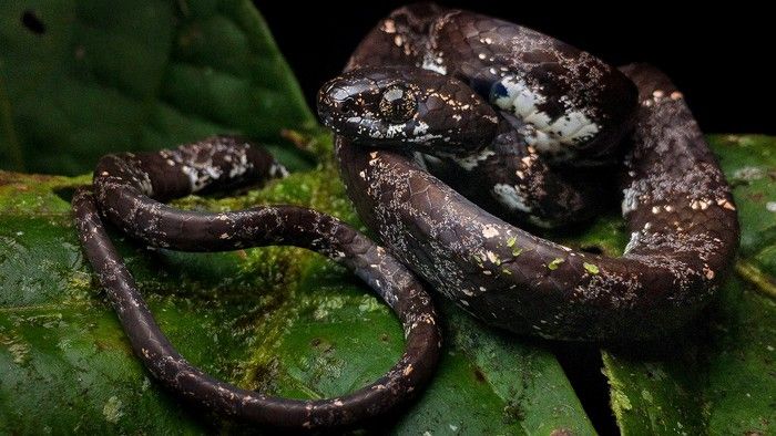 Vieira's snail-eating snake (Sibon vieirai). This snake has a largely dark brown body coloring, with the occasional fleck of white, black and yellow. It has large dark eyes.
