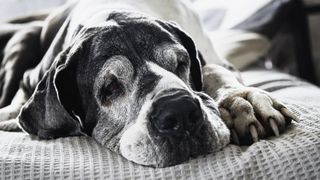 close up of an old large-breed dog lying on a bed