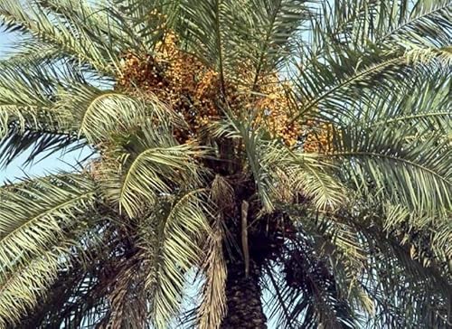 1 Live Plant Medjool Date Palm Tree | Phoenix Dactylifera Plant Seedling 9+”